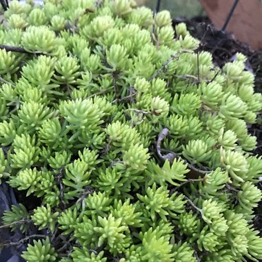 Sedum Rupestre 'Lemon Coral'