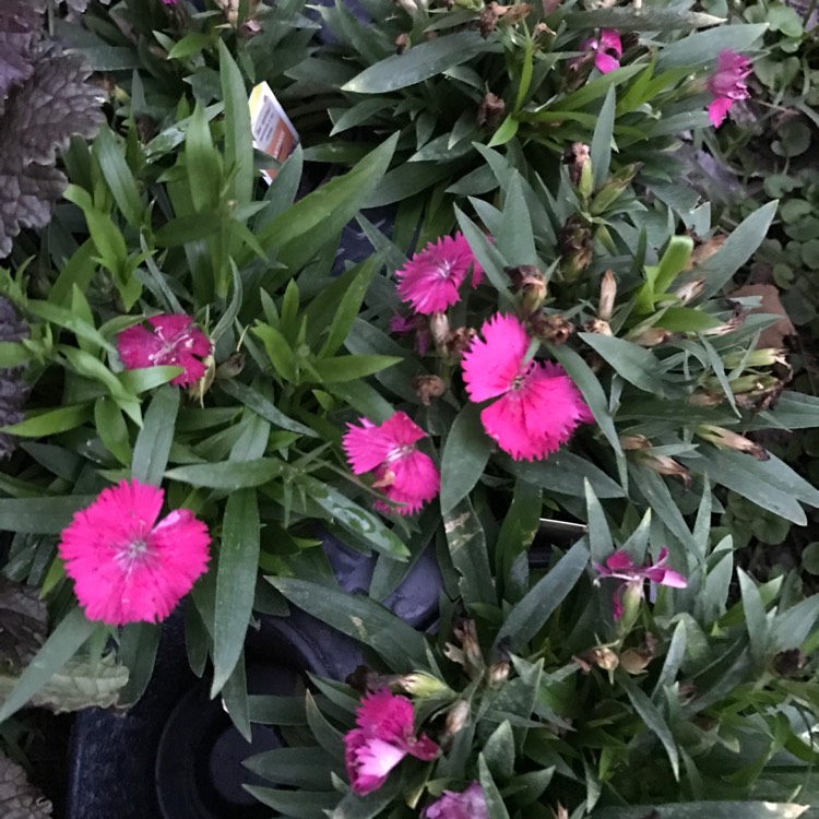 Plant image Dianthus deltoides 'Brilliant'