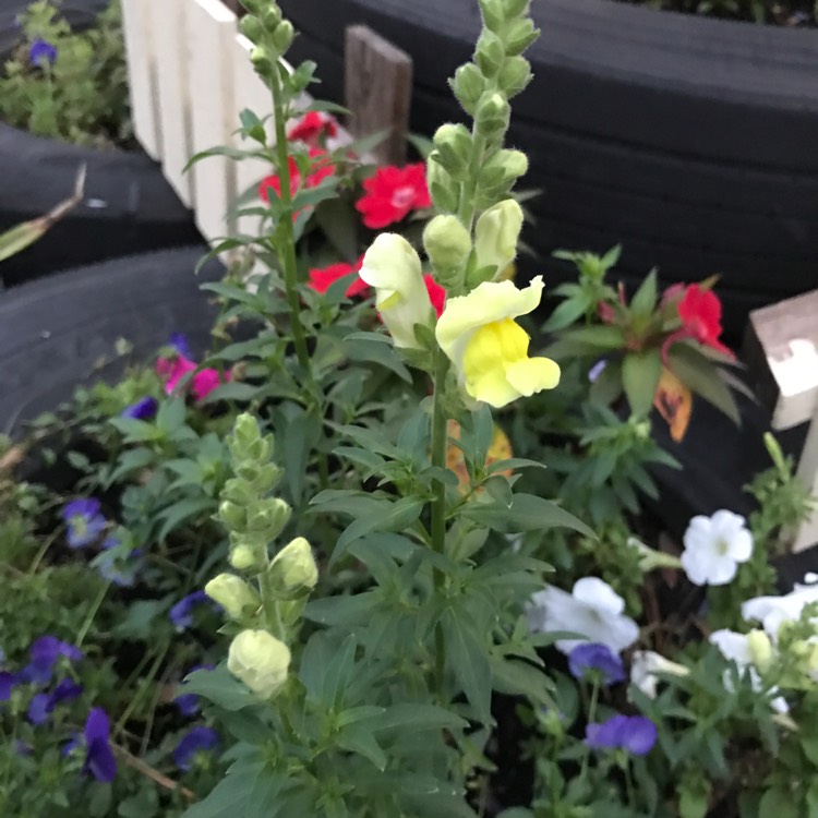 Plant image Antirrhinum majus 'Tom Thumb'