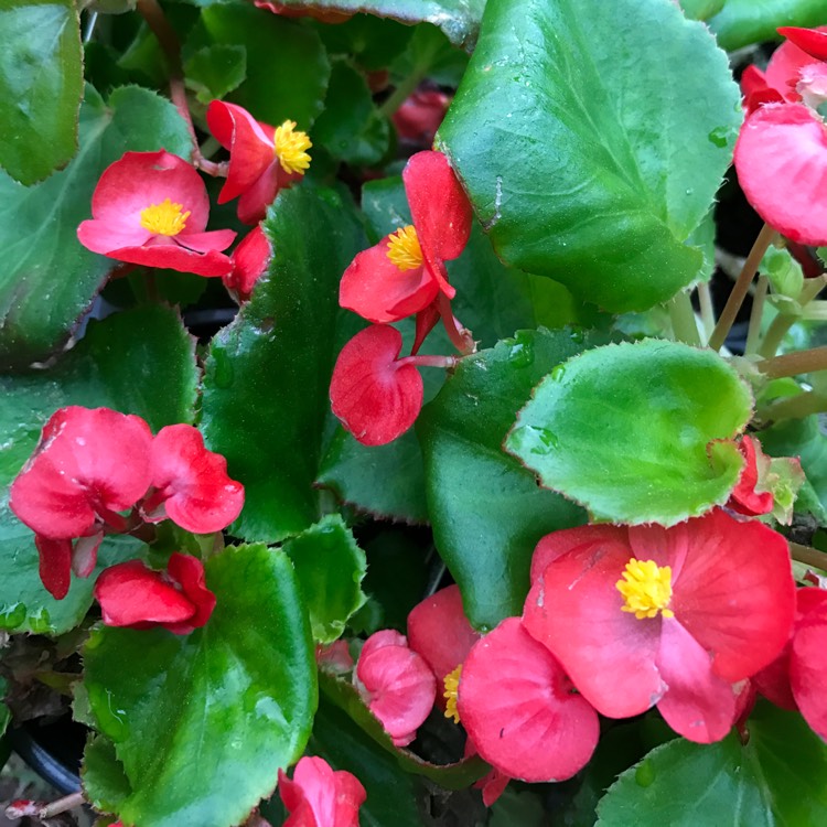 Plant image Begonia (Rhizomatous)