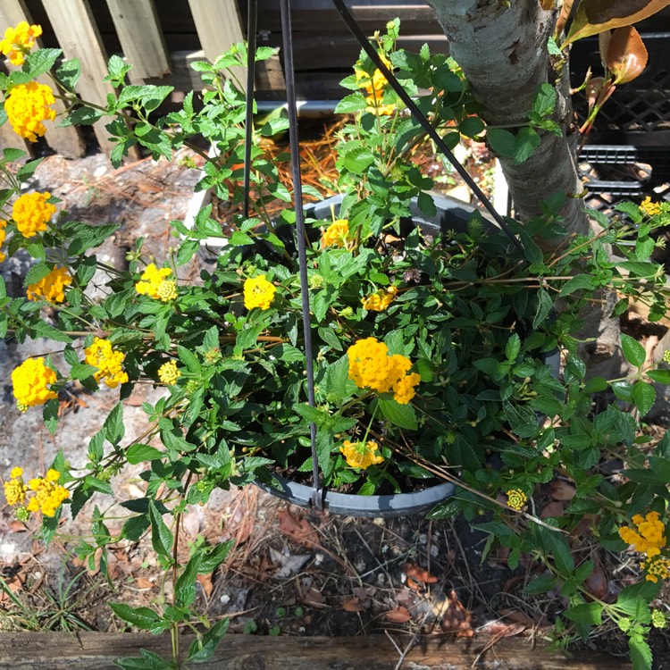 Plant image Lantana camara 'New Gold'