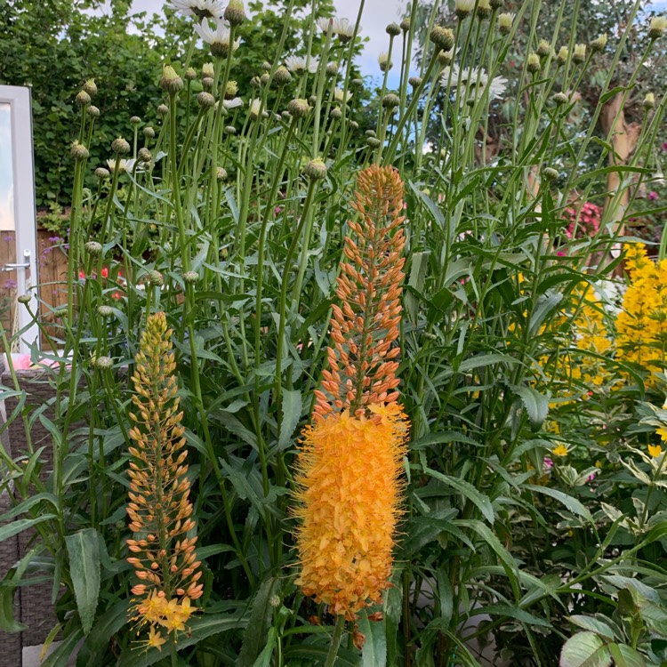 Plant image Eremurus 'Bungei'