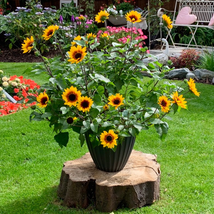 Plant image Helianthus 'SunBelievable™ Brown Eyed Girl'