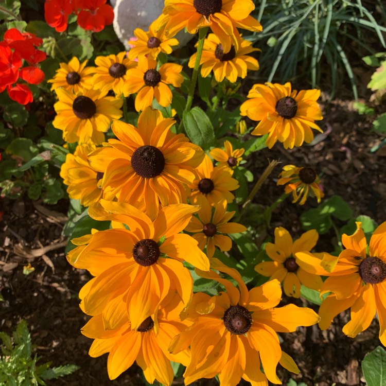 Plant image Rudbeckia 'Horrid'