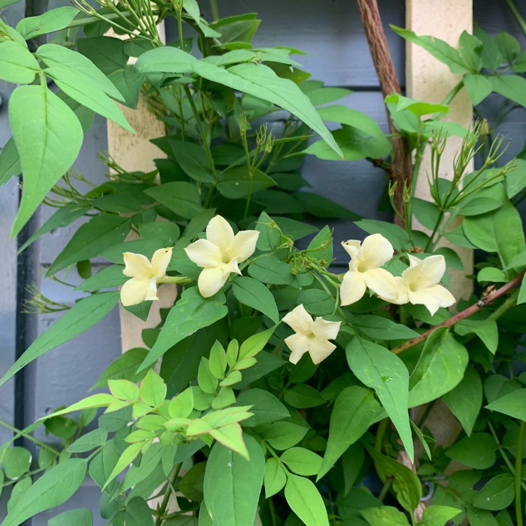 Plant image Jasminum officinale 'Clotted Cream' Syn. 'Devon Cream'