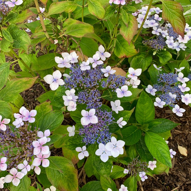 Plant image Hydrangea Macrophylla 'Teller White' syn.  'Libelle'