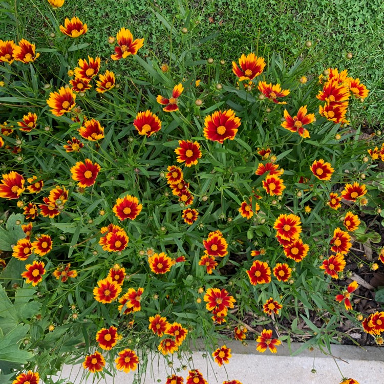 Plant image Coreopsis grandiflora 'Calypso'