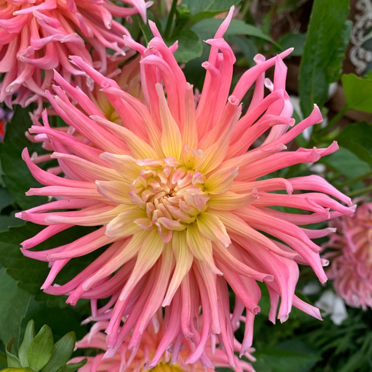 Plant image Dahlia 'Cha-Cha'