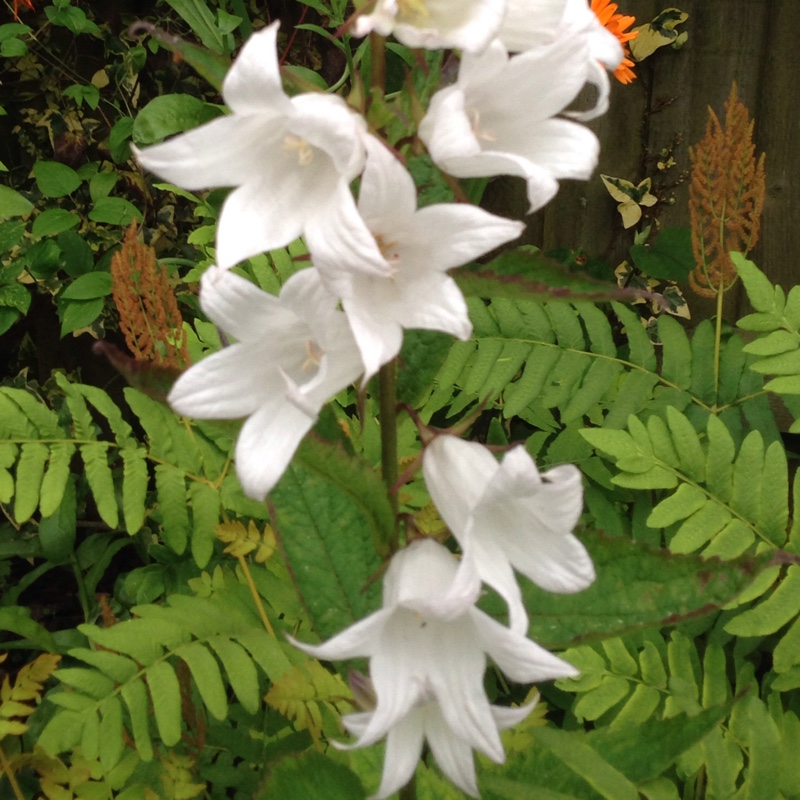 Plant image Campanula persicifolia f. alba