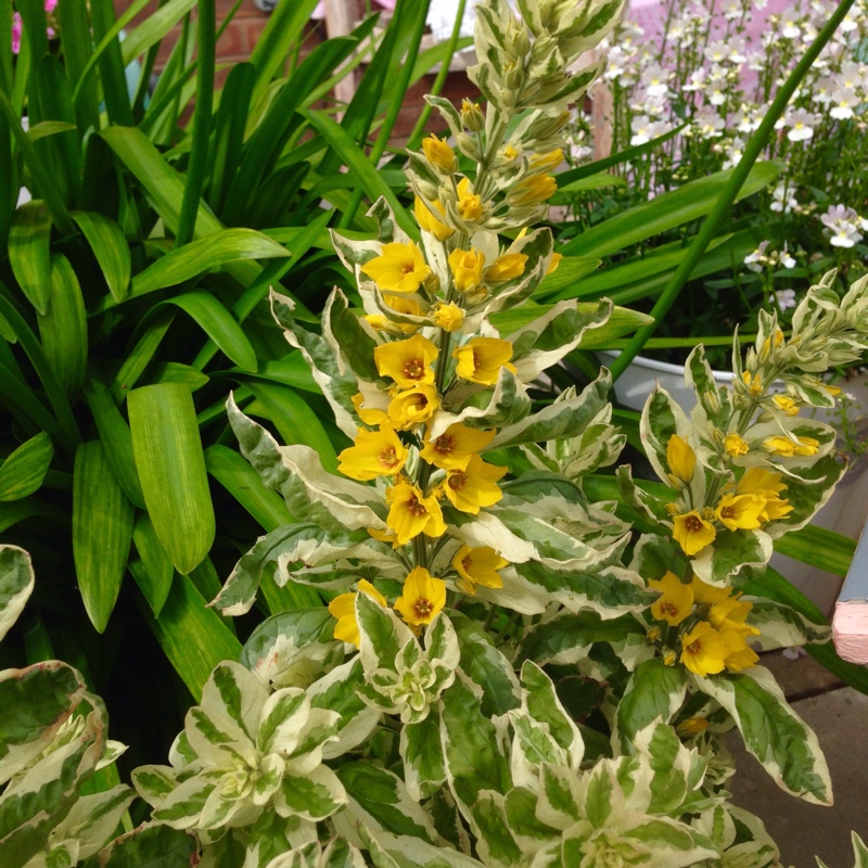 Lysimachia