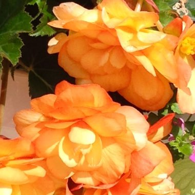 Begonia Super Cascade 'Apricot Shades'