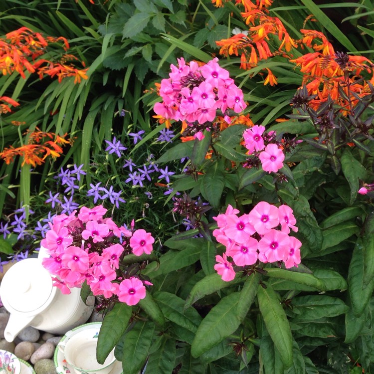 Plant image Phlox paniculata 'Utopia'