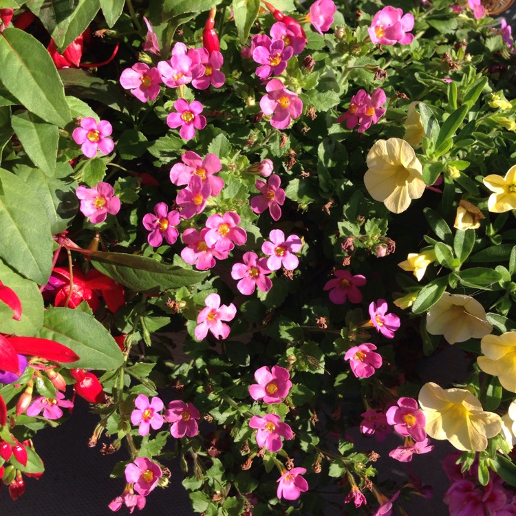 Plant image Bacopa Cabana 'Pink'