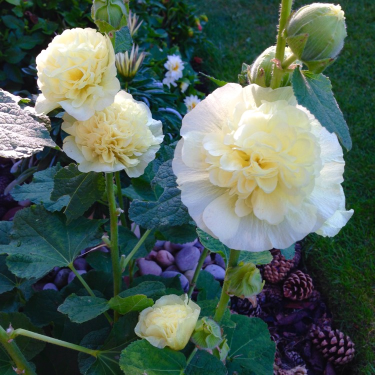 Plant image Alcea rosea 'Chater's Double Group Yellow'