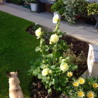 Alcea rosea 'Chater's Double Group Yellow'