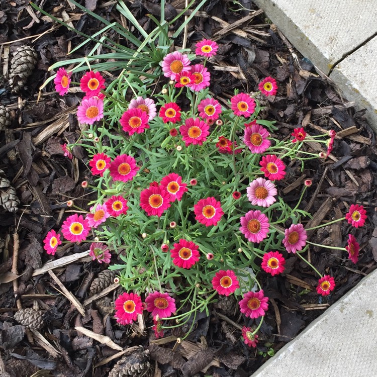 Plant image Argyranthemum frutescens 'Madeira Red'