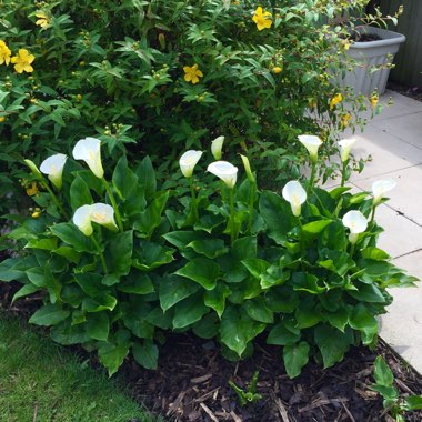 Arum maculatum