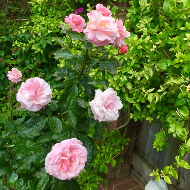 Rosa 'Auskitchen' syn. Rosa 'Princess Anne'