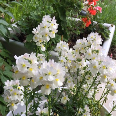 Nemesia 'Vanilla Lady'