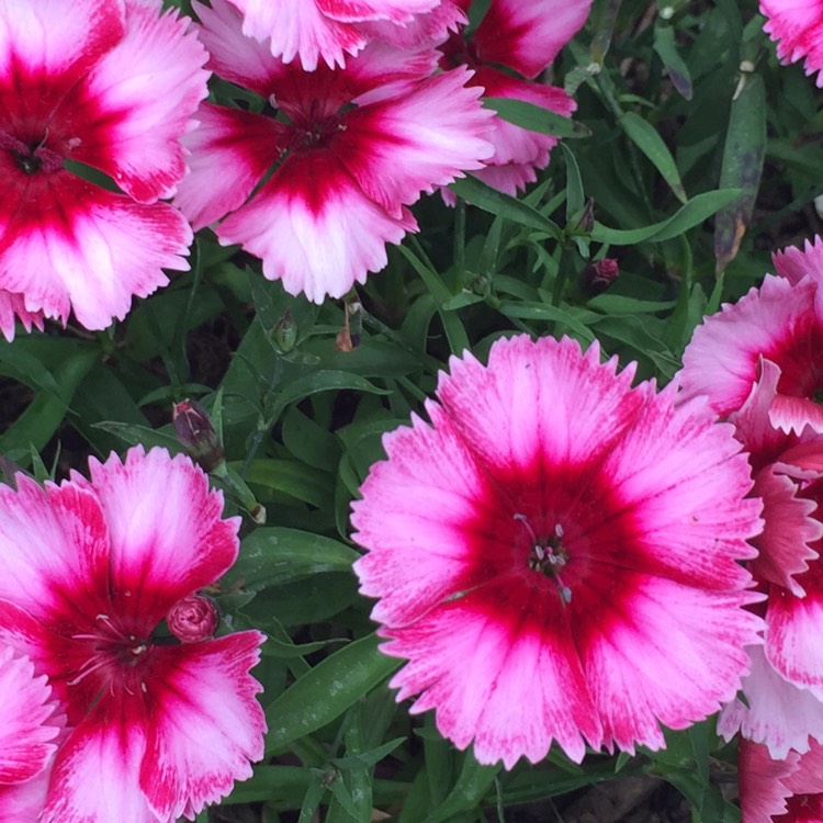 Plant image Dianthus chinensis 'Raspberry Parfait'