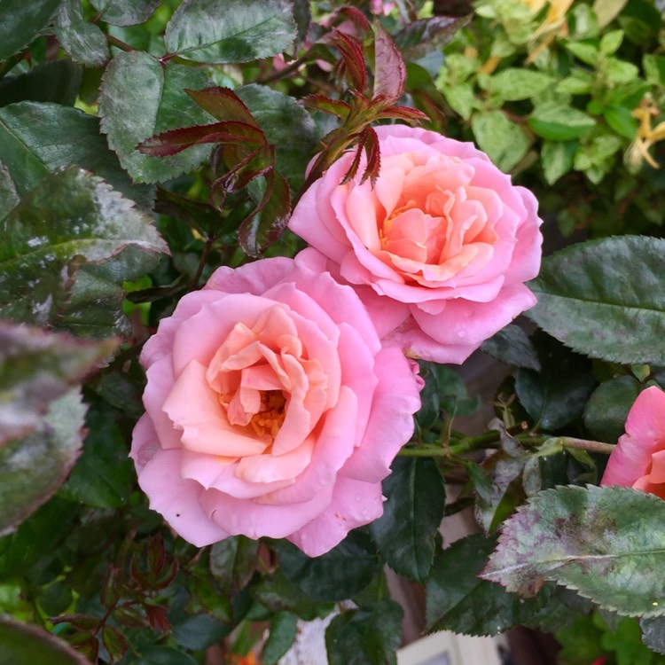 Plant image Rosa 'Auskitchen' syn. Rosa 'Princess Anne'