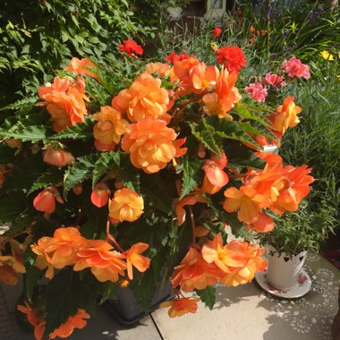 Begonia Super Cascade 'Apricot Shades'