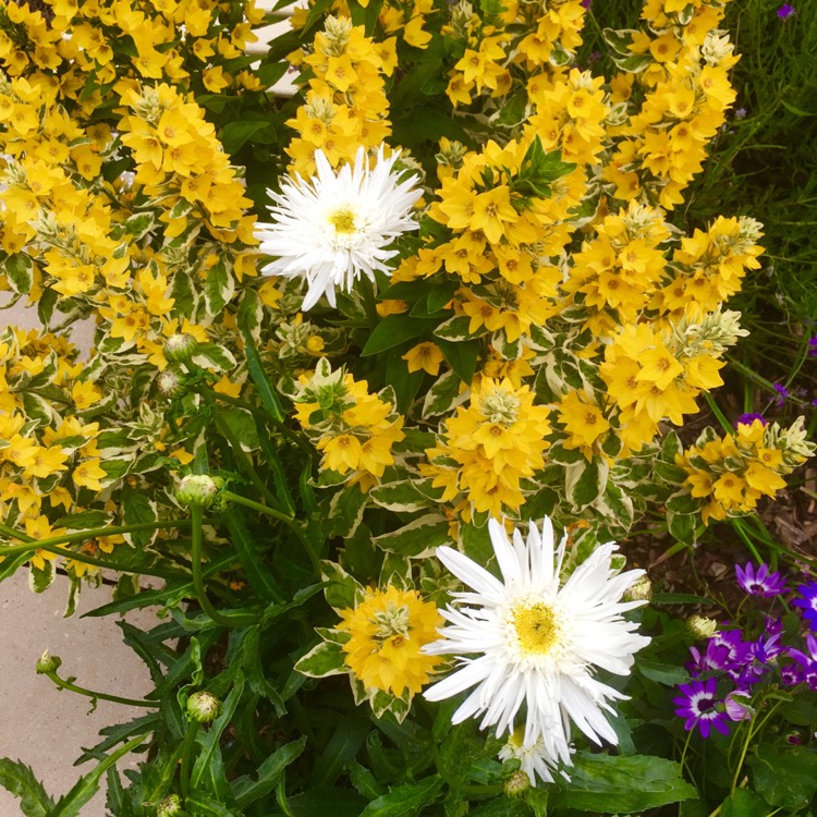 Plant image Leucanthemum x superbum 'Phyllis Smith'