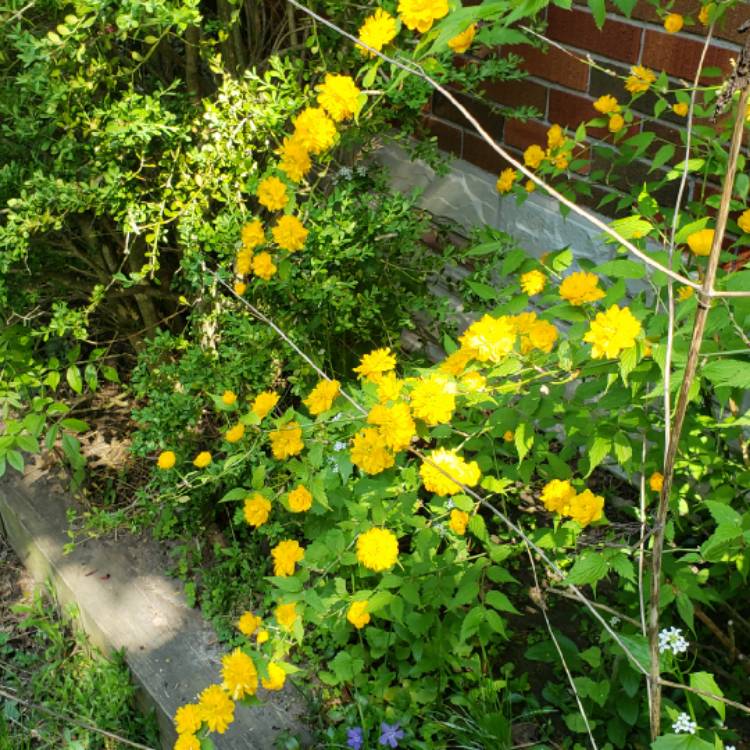 Plant image Kerria japonica