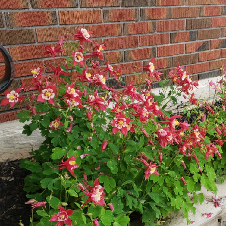 Plant image Aquilegia  'Origami Pink and White'