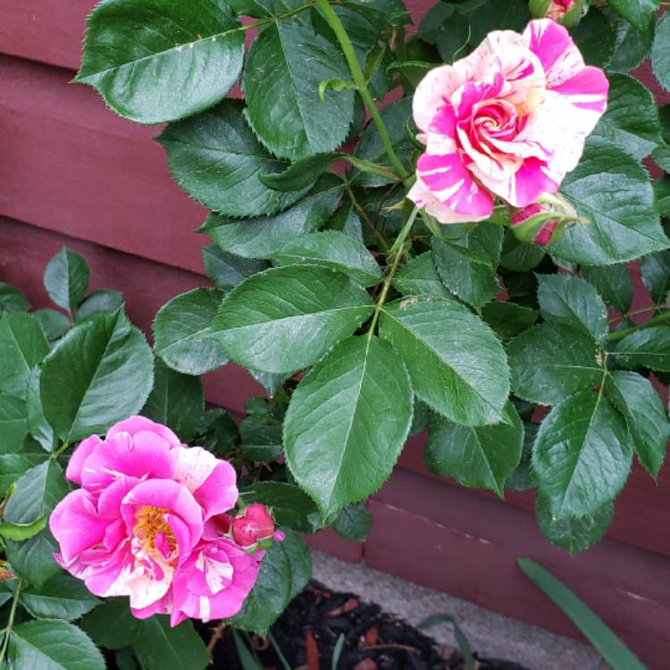 Plant image Rosa gallica 'Versicolor' syn. Rosa mundi, Rosa 'Mundi', Rosa mundi 'Versicolor'