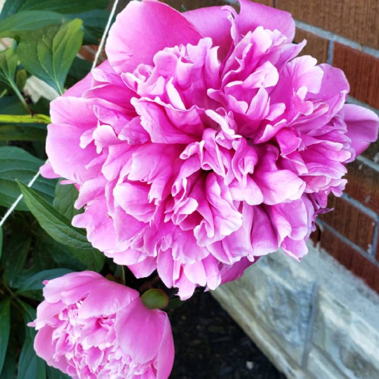 Plant image Paeonia lactiflora 'Dinner Plate'