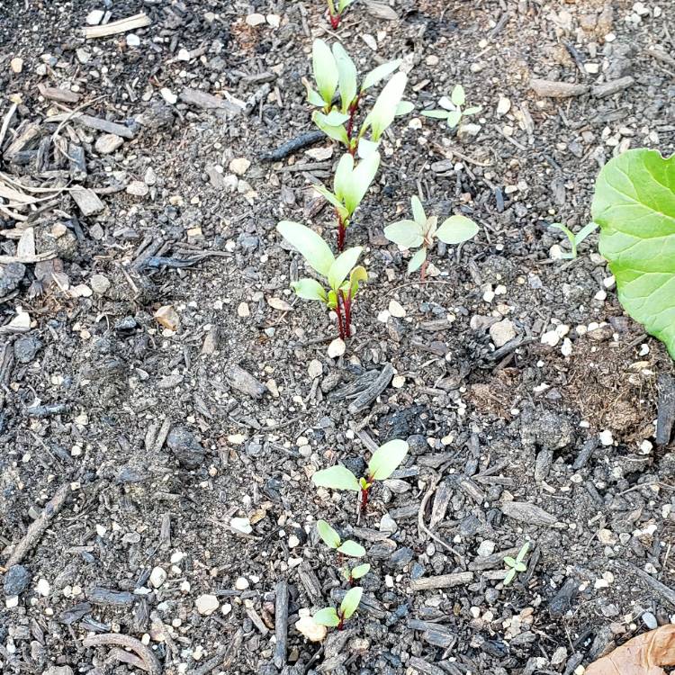 Plant image Beta Vulgaris 'Early Wonder'