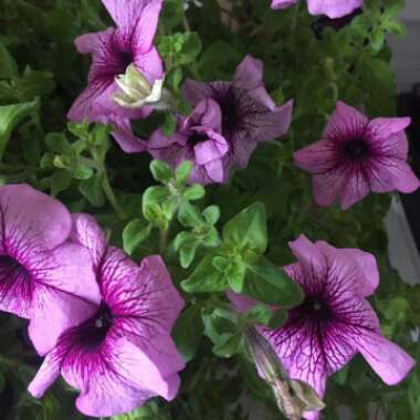 Trailing Petunia Fanfare 'Creme de Cassis'