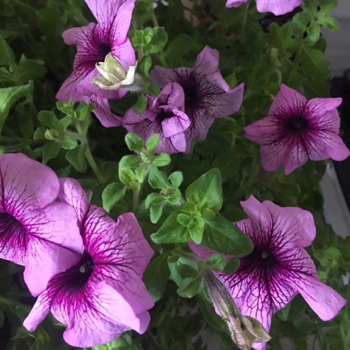 Plant image Petunia Fanfare 'Creme de Cassis'