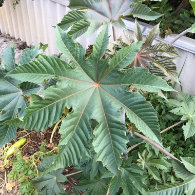 Ricinus communis