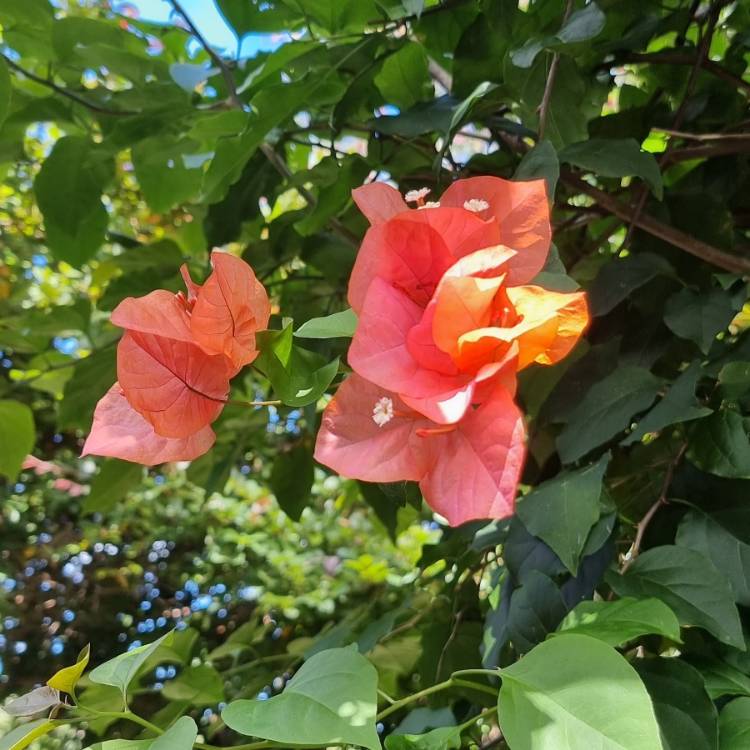 Plant image Bougainvillea 'Glowing Sunset'