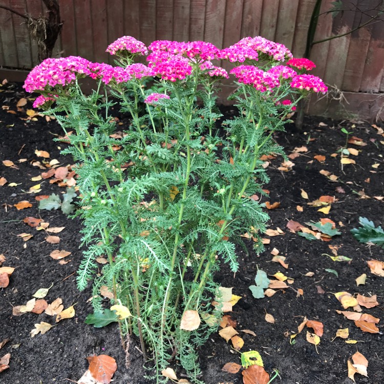 Plant image Achillea millefolium 'Pomegranate'