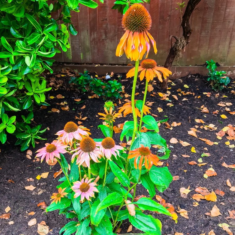 Plant image Echinacea 'Cheyenne Spirit' (Orange)