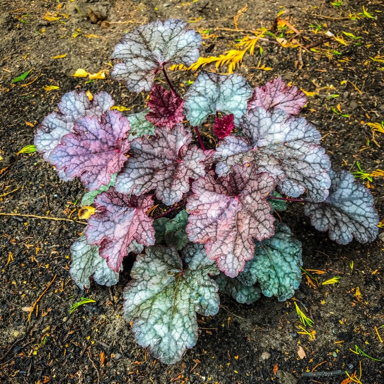 Plant image Heuchera 'Amethyst Myst'