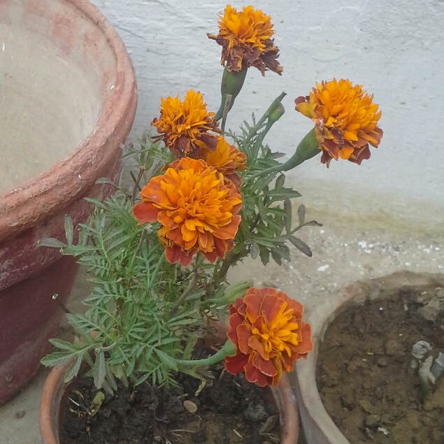 Plant image Tagetes patula 'French Bee'