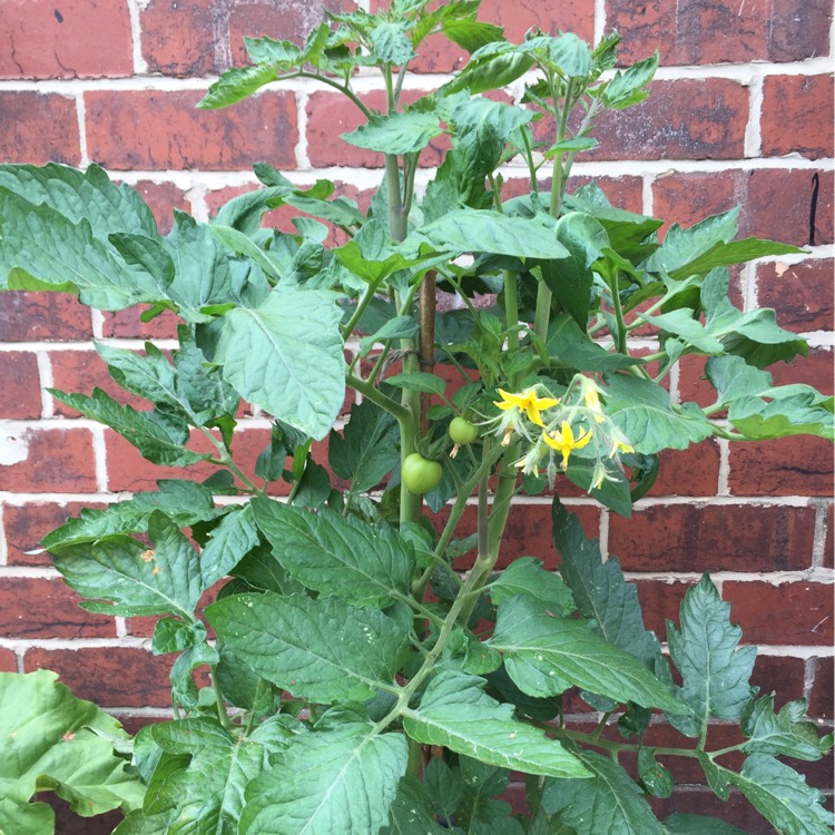 Plant image Solanum lycopersicum 'Shirley'