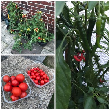 Solanum lycopersicum 'Shirley'