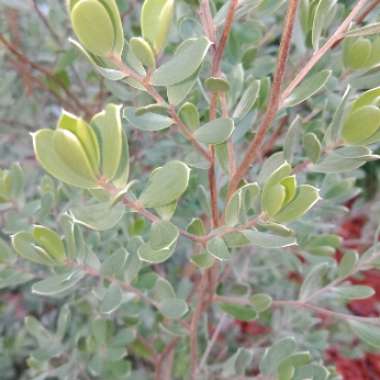 Leptospermum sericeum