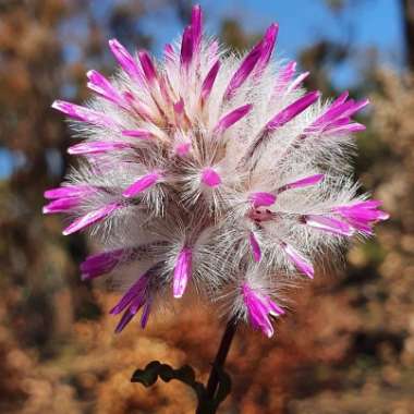 Ptilotus nobilis syn. Pytilotus exaltatus