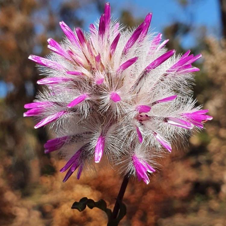 Plant image Ptilotus nobilis syn. Pytilotus exaltatus