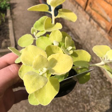 Liquorice Plant 'Gold'