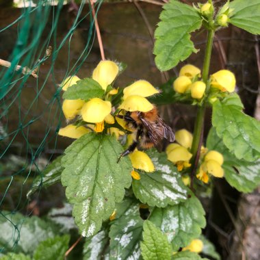 Yellow Archangel