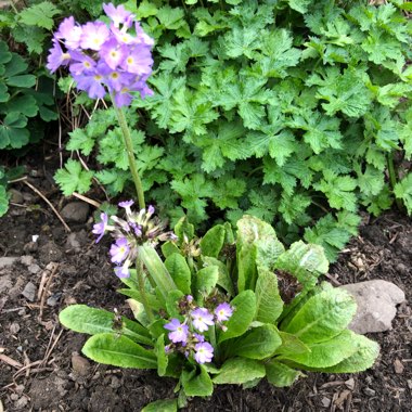 Drumstick primrose