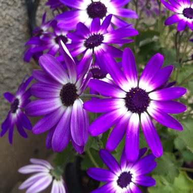 Florist's Cineraria 'Senetti Blue Bicolor'