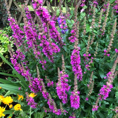 Salvia nemorosa